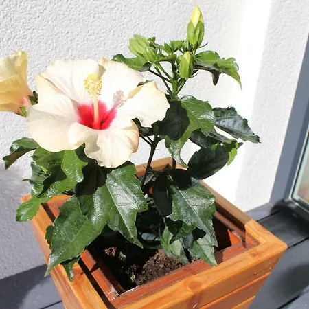 Ambiente Apartment Flachau